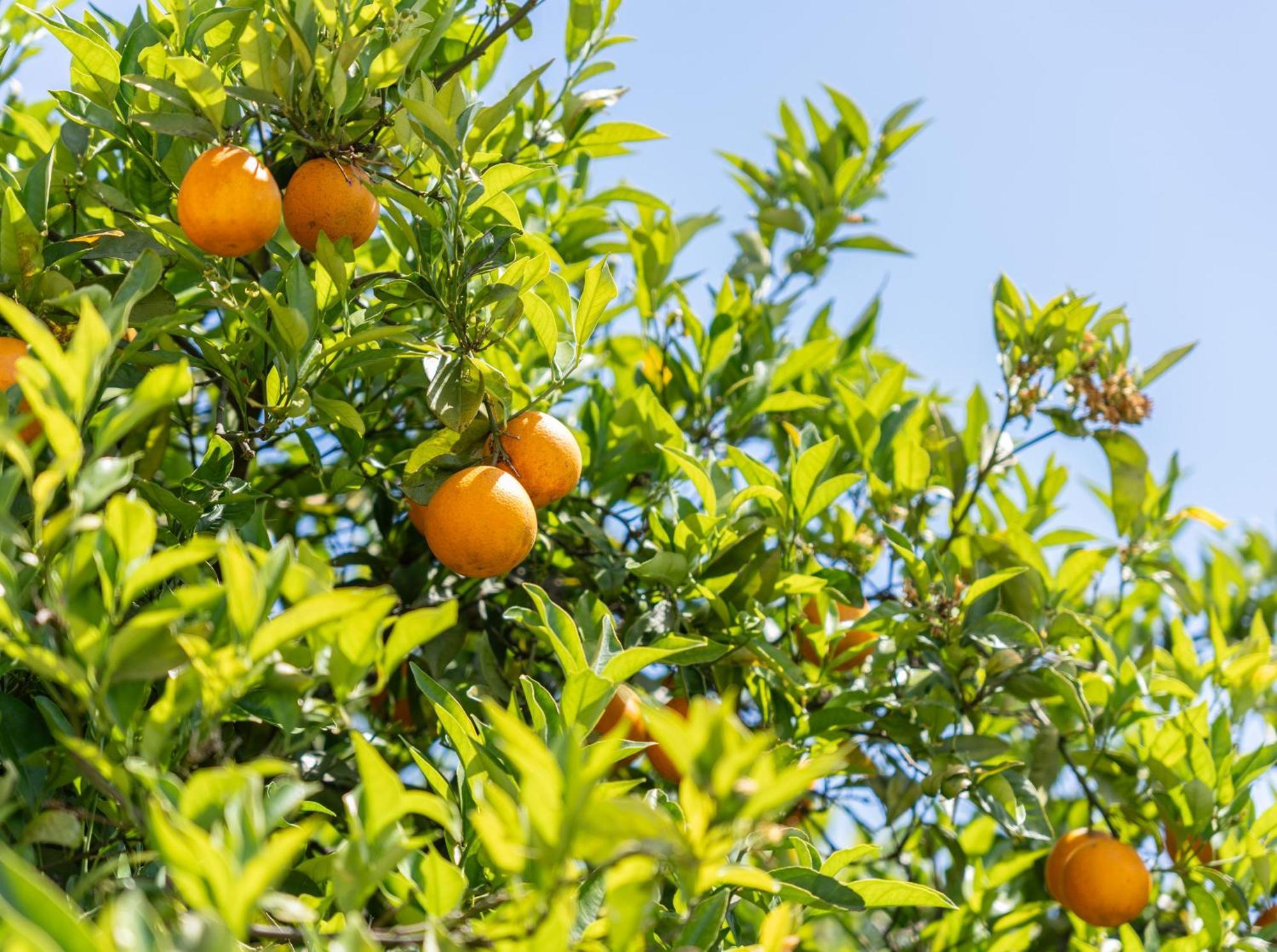 Quinta Das Laranjeiras ボリケイメ エクステリア 写真